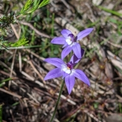 Glossodia major at Albury, NSW - 11 Sep 2021