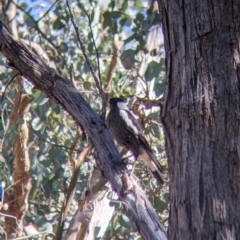 Gymnorhina tibicen (Australian Magpie) at Nail Can Hill - 11 Sep 2021 by Darcy