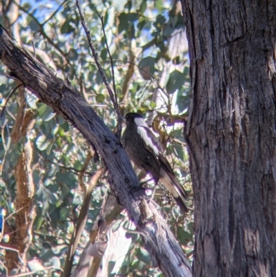 Gymnorhina tibicen (Australian Magpie) at West Albury, NSW - 11 Sep 2021 by Darcy