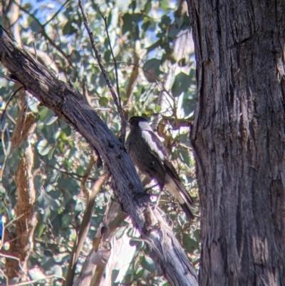 Gymnorhina tibicen (Australian Magpie) at Nail Can Hill - 11 Sep 2021 by Darcy