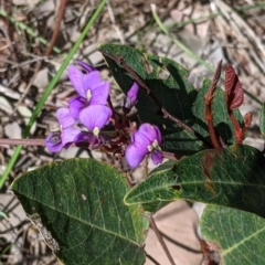 Hardenbergia violacea (False Sarsaparilla) at West Albury, NSW - 11 Sep 2021 by Darcy