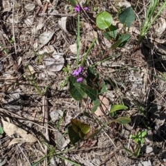 Hardenbergia violacea at West Albury, NSW - 11 Sep 2021 02:21 PM