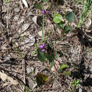 Hardenbergia violacea at West Albury, NSW - 11 Sep 2021