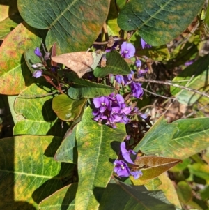 Hardenbergia violacea at West Albury, NSW - 11 Sep 2021 02:25 PM