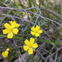 Hibbertia riparia (Erect Guinea-flower) at Nail Can Hill - 11 Sep 2021 by Darcy