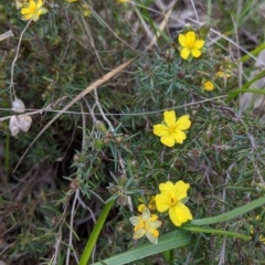 Hibbertia riparia at West Albury, NSW - 11 Sep 2021