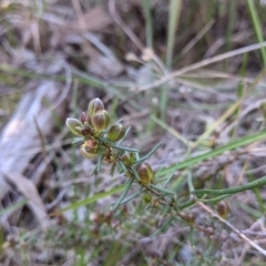 Hibbertia riparia at West Albury, NSW - 11 Sep 2021 02:26 PM