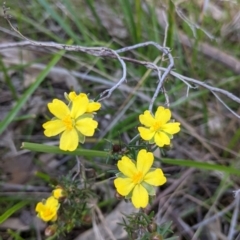 Hibbertia riparia at West Albury, NSW - 11 Sep 2021