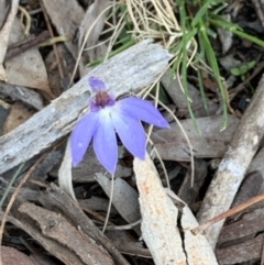 Cyanicula caerulea (Blue Fingers, Blue Fairies) at Bruce Ridge to Gossan Hill - 11 Sep 2021 by JVR