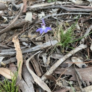 Cyanicula caerulea at Bruce, ACT - suppressed