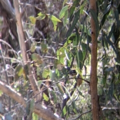 Rhipidura albiscapa (Grey Fantail) at Albury - 11 Sep 2021 by Darcy