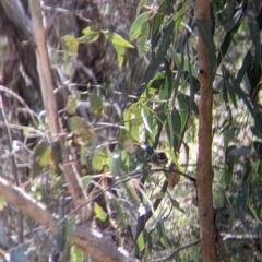 Rhipidura albiscapa (Grey Fantail) at West Albury, NSW - 11 Sep 2021 by Darcy