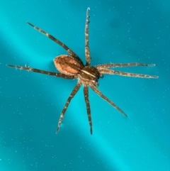 Dolomedes (genus) (Fishing spider) at Murrumbateman, NSW - 11 Sep 2021 by SimoneC