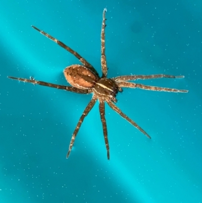 Dolomedes sp. (genus) (Fishing spider) at Murrumbateman, NSW - 10 Sep 2021 by SimoneC
