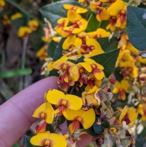 Platylobium formosum at West Albury, NSW - 11 Sep 2021