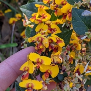 Platylobium formosum at West Albury, NSW - 11 Sep 2021