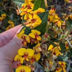 Platylobium formosum at West Albury, NSW - 11 Sep 2021