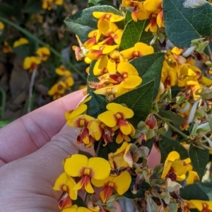 Platylobium formosum at West Albury, NSW - 11 Sep 2021