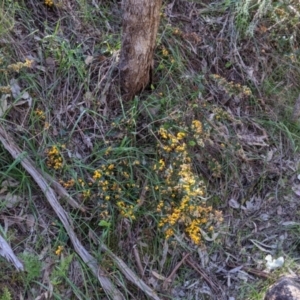 Platylobium formosum at West Albury, NSW - 11 Sep 2021