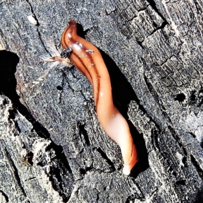 Anzoplana trilineata (A Flatworm) at Bullen Range - 11 Sep 2021 by JohnBundock