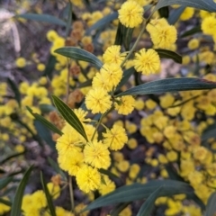 Acacia verniciflua (Varnish Wattle) at Albury - 11 Sep 2021 by Darcy