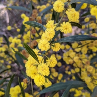 Acacia verniciflua (Varnish Wattle) at Nail Can Hill - 11 Sep 2021 by Darcy