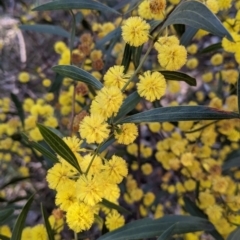 Acacia verniciflua at West Albury, NSW - 11 Sep 2021