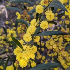Acacia verniciflua at West Albury, NSW - 11 Sep 2021 02:36 PM