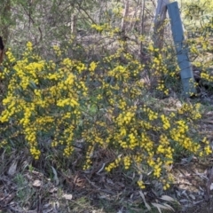 Acacia verniciflua at West Albury, NSW - 11 Sep 2021 02:36 PM