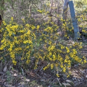 Acacia verniciflua at West Albury, NSW - 11 Sep 2021