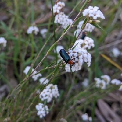 Adoxia benallae (Leaf beetle) at Nail Can Hill - 11 Sep 2021 by Darcy
