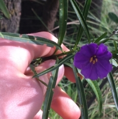 Solanum linearifolium (Kangaroo Apple) at Black Mountain - 10 Sep 2021 by Ned_Johnston