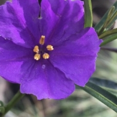 Solanum linearifolium at Downer, ACT - 10 Sep 2021 02:52 PM