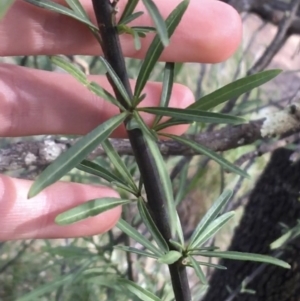 Solanum linearifolium at Downer, ACT - 10 Sep 2021