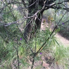 Solanum linearifolium at Downer, ACT - 10 Sep 2021