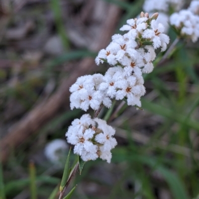 Leucopogon virgatus (Common Beard-heath) at Albury - 11 Sep 2021 by Darcy