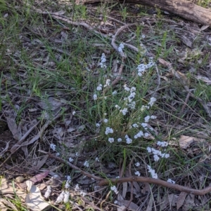 Leucopogon virgatus at West Albury, NSW - 11 Sep 2021