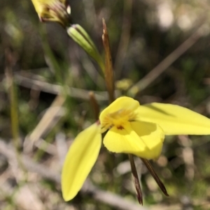 Diuris chryseopsis at Throsby, ACT - suppressed