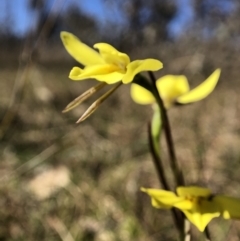 Diuris chryseopsis at Throsby, ACT - suppressed