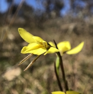 Diuris chryseopsis at Throsby, ACT - suppressed