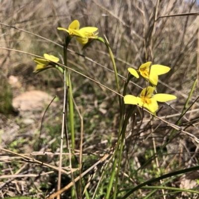 Diuris chryseopsis (Golden Moth) at Goorooyarroo NR (ACT) - 11 Sep 2021 by JasonC