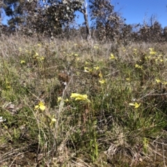 Diuris chryseopsis (Golden Moth) at Goorooyarroo NR (ACT) - 11 Sep 2021 by JasonC