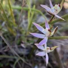 Caladenia fuscata (Dusky Fingers) at Goorooyarroo NR (ACT) - 11 Sep 2021 by JasonC