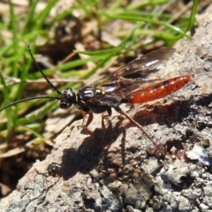 Unidentified Wasp (Hymenoptera, Apocrita) (TBC) at Tuggeranong DC, ACT - 11 Sep 2021 by JohnBundock