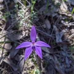 Glossodia major (Wax Lip Orchid) at Nail Can Hill - 11 Sep 2021 by Darcy