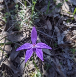 Glossodia major at West Albury, NSW - suppressed