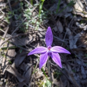 Glossodia major at West Albury, NSW - 11 Sep 2021