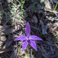 Glossodia major at West Albury, NSW - 11 Sep 2021