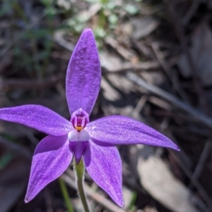 Glossodia major at West Albury, NSW - 11 Sep 2021