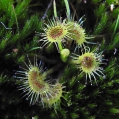 Drosera (genus) (A Sundew) at Tuggeranong DC, ACT - 11 Sep 2021 by JohnBundock